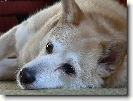 Norwegian buhund \(Dog standard\)