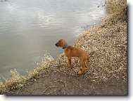 Rhodesian ridgeback (Dog standard)