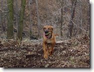 Rhodesian ridgeback (Dog standard)
