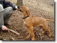 Rhodesian ridgeback (Dog standard)