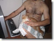 Persian (cat)