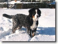 Bernese mountain dog (Dog standard)