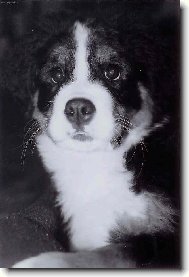 Berner Sennenhund