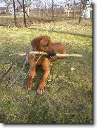 Rhodesian ridgeback (Dog standard)