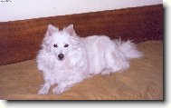 Deutscher spitz - Mittelspitz, German Spitz  Medium size Spitz