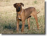 Rhodesian ridgeback (Dog standard)