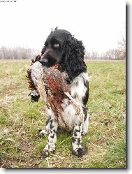 English springer spaniel \(Dog standard\)
