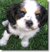 Cavalier king charles spaniel (Dog standard)