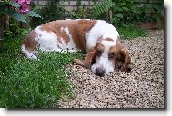 Basseti \(Dog standard\)
