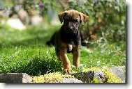 Rhodesian ridgeback (Dog standard)