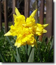 Narcissus