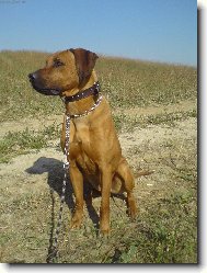 Rhodesian ridgeback (Dog standard)
