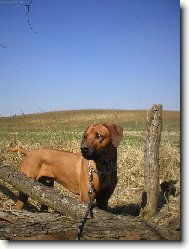 Rhodesian ridgeback (Dog standard)
