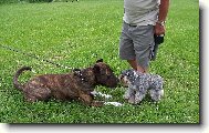 Zwergschnauzer, Miniature Schnauzer