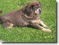 Tibetan Mastiff