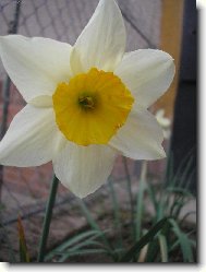 Narcissus
