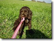 German Spaniel, Deutscher Wachtelhund