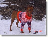 German Pinscher