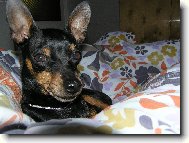 German Pinscher