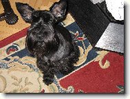 Zwergschnauzer, Miniature Schnauzer