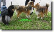 Shetland Sheepdog