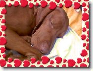 Rvidszr Magyar Vizsla, Hungarian Short-haired Pointing Dog
