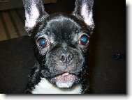 Bouledogue francais, French Bulldog