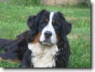 Berner Sennenhund