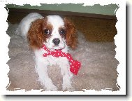 Cavalier King Charles Spaniel
