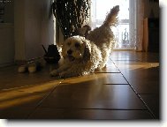 Basseti \(Dog standard\)