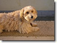 Basseti \(Dog standard\)