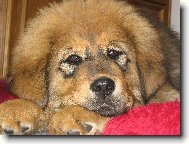 Tibetan Mastiff
