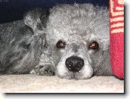 Chinese Crested Dog