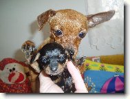 Zwergpinscher