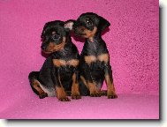 German Pinscher