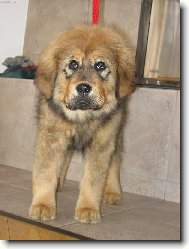 Tibetan Mastiff