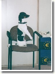 Chinese Crested Dog