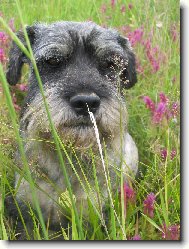 Chinese Crested Dog