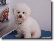 Bichon  poil fris, Bichon Frise