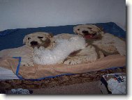 Bichon  poil fris, Bichon Frise