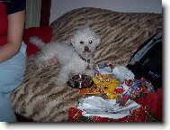 Bichon  poil fris, Bichon Frise