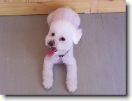 Bichon  poil fris, Bichon Frise