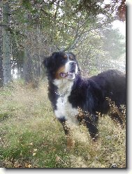 Berner Sennenhund