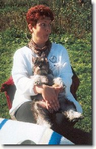 Zwergschnauzer, Miniature Schnauzer
