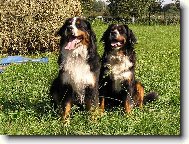 Berner Sennenhund