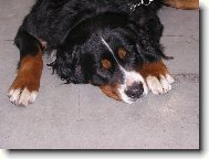 Berner Sennenhund