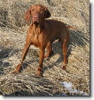 Rvidszr Magyar Vizsla, Hungarian Short-haired Pointing Dog