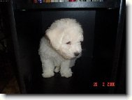 Bichon  poil fris, Bichon Frise