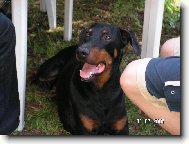 Dobermann, Doberman