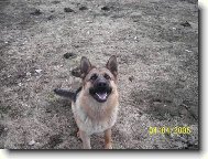 German Shepherd Dog